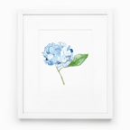 Blue Hydrangea Print - Caroline Calligraphie